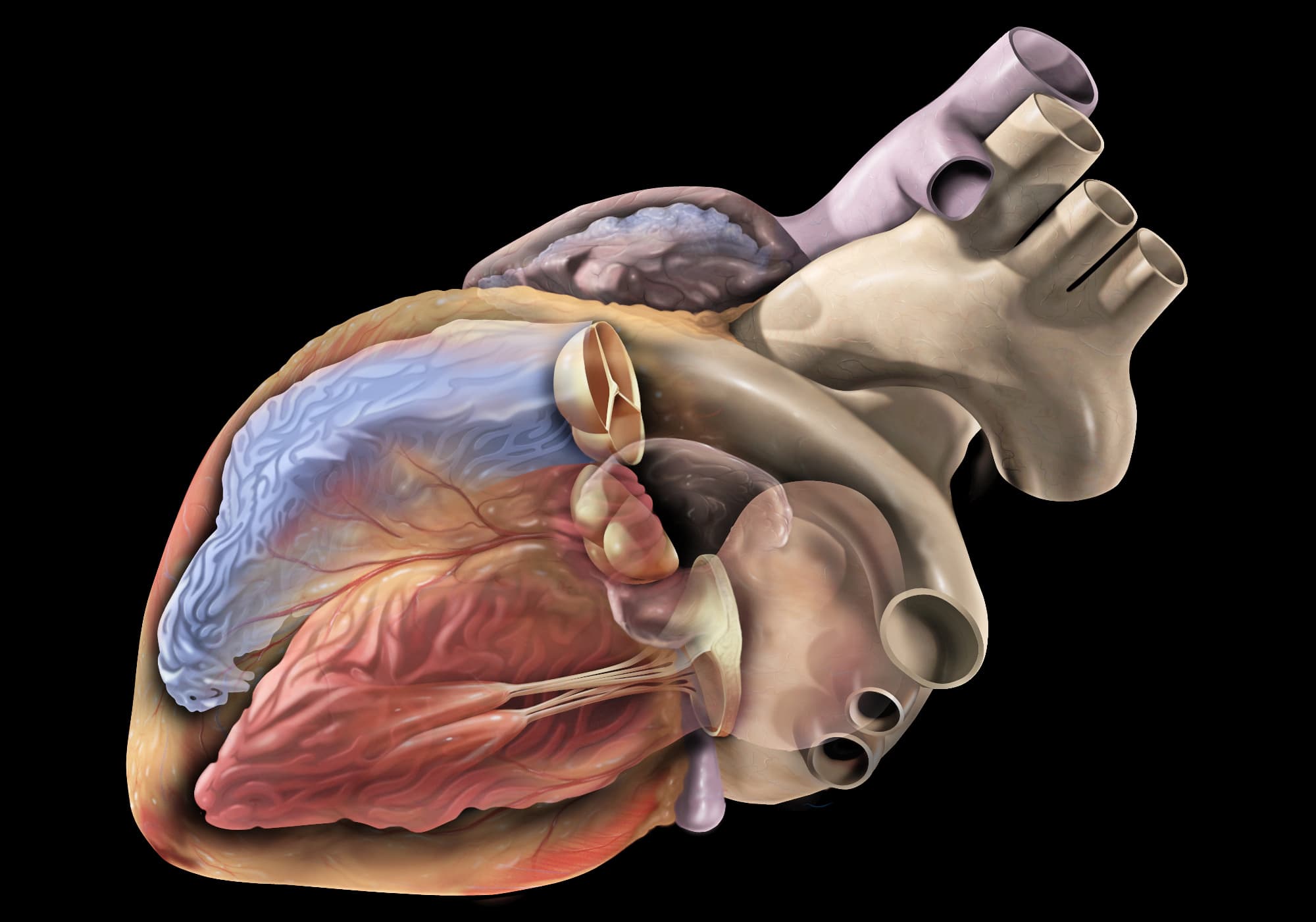 Illustration ur kursen Klinisk ekkokardiografi
