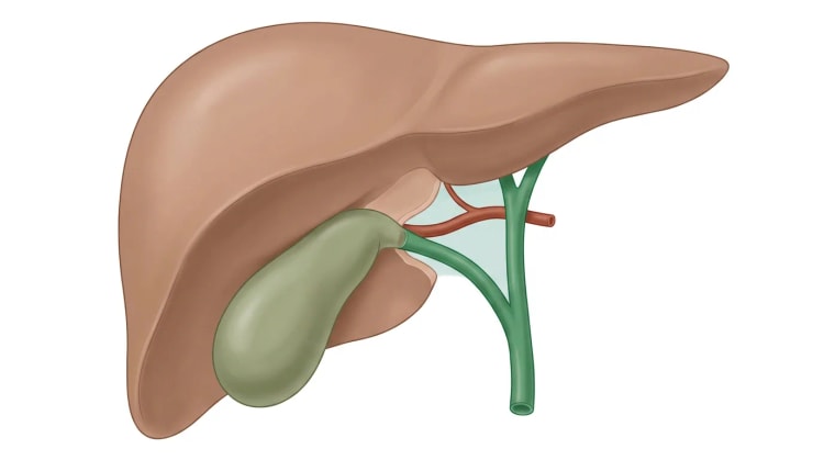 Illustrasjon av leveren og galleblæren sett forfra. En grønn ductus cysticus og en rød arteria cystica er de eneste strukturene som går inn i galleblærehalsen, gjennom en renset hepatocystisk trekant mot en lysere, frilagt leverseng.