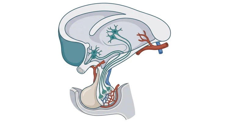 Sagittalsnitt av hypotalamus og hypofyse der nerveceller i hypotalamus sender aksoner gjennom hypofysestilken til nevrohypofysen, hvis nerveender ligger inntil kapillærer. Adenohypofysen ligger foran nevrohypofysen og mangler nerveender.