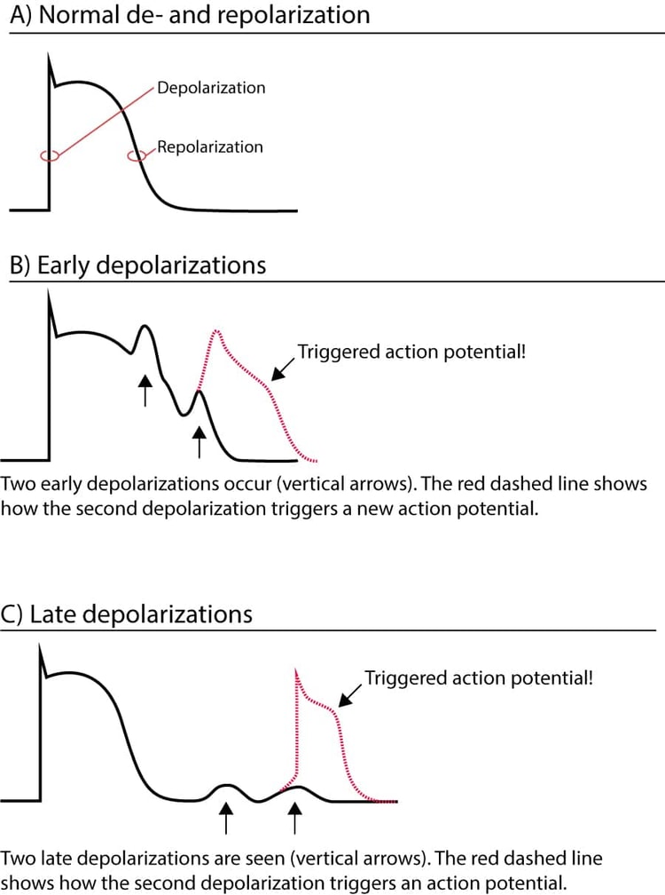 Figure 1. Late and early depolarizations triggering action potentials.