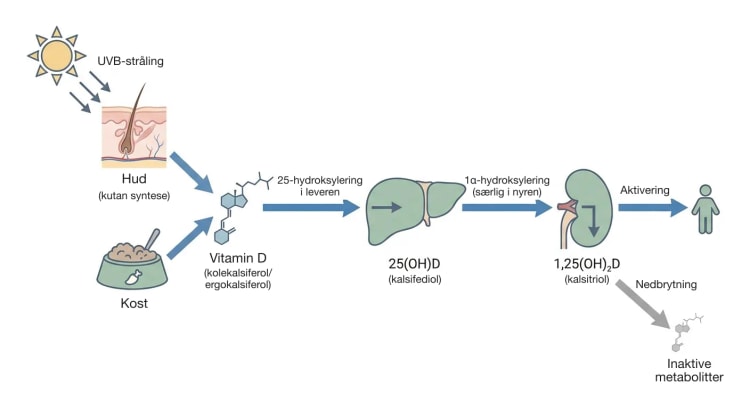 Flytskjema der UVB-stråling mot huden og kosten fører til vitamin D, som i leveren blir 25(OH)D og hovedsakelig i nyren blir den aktive metabolitten 1,25(OH)2D, med en sidepil mot inaktive metabolitter.