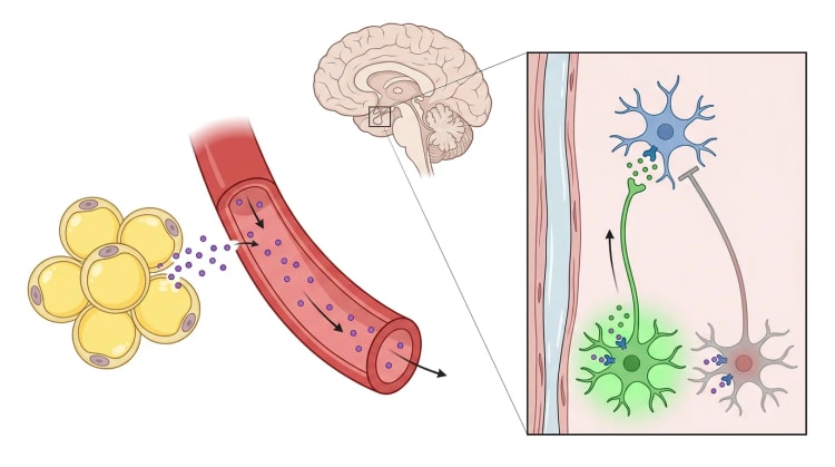 Skjematisk bilde av hvordan fettceller frisetter leptin til blodet. Leptinet når hypothalamus og aktiverer et POMC-nevron og hemmer et AgRP-nevron, som begge projiserer til et nevron med MC4R.