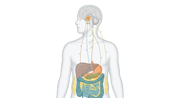 Gjennomsiktig menneskekropp med hjerne, vagusnerve, lever, magesekk, pankreas, tarmer og fettvev, der prikkede signalbaner fra bukorganene og fettvevet samles i hypothalamus.