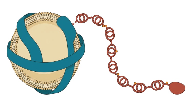 Skjematisk illustrasjon av en lipoprotein(a)-partikkel: en LDL-lignende lipidkjerne med apolipoprotein B-100 som apolipoprotein(a), en kjede av kringledomener som bærer oksiderte fosfolipider, er festet til.