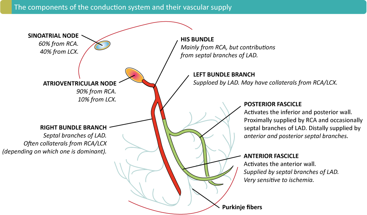 Figur 2. Arteriell forsyning av ledningssystemet. Som man ser, forsynes sinusknuten av høyre koronararterie hos 60 % av individene (via ramus nodi sinuatrialis), og av venstre circumflexarterie hos de resterende. Atrioventrikulærknuten forsynes fra høyre koronararterie hos 90 % (via ramus nodi atrioventricularis), mens hos de resterende 10 % kommer forsyningen fra venstre circumflexarterie (venstre dominant system).