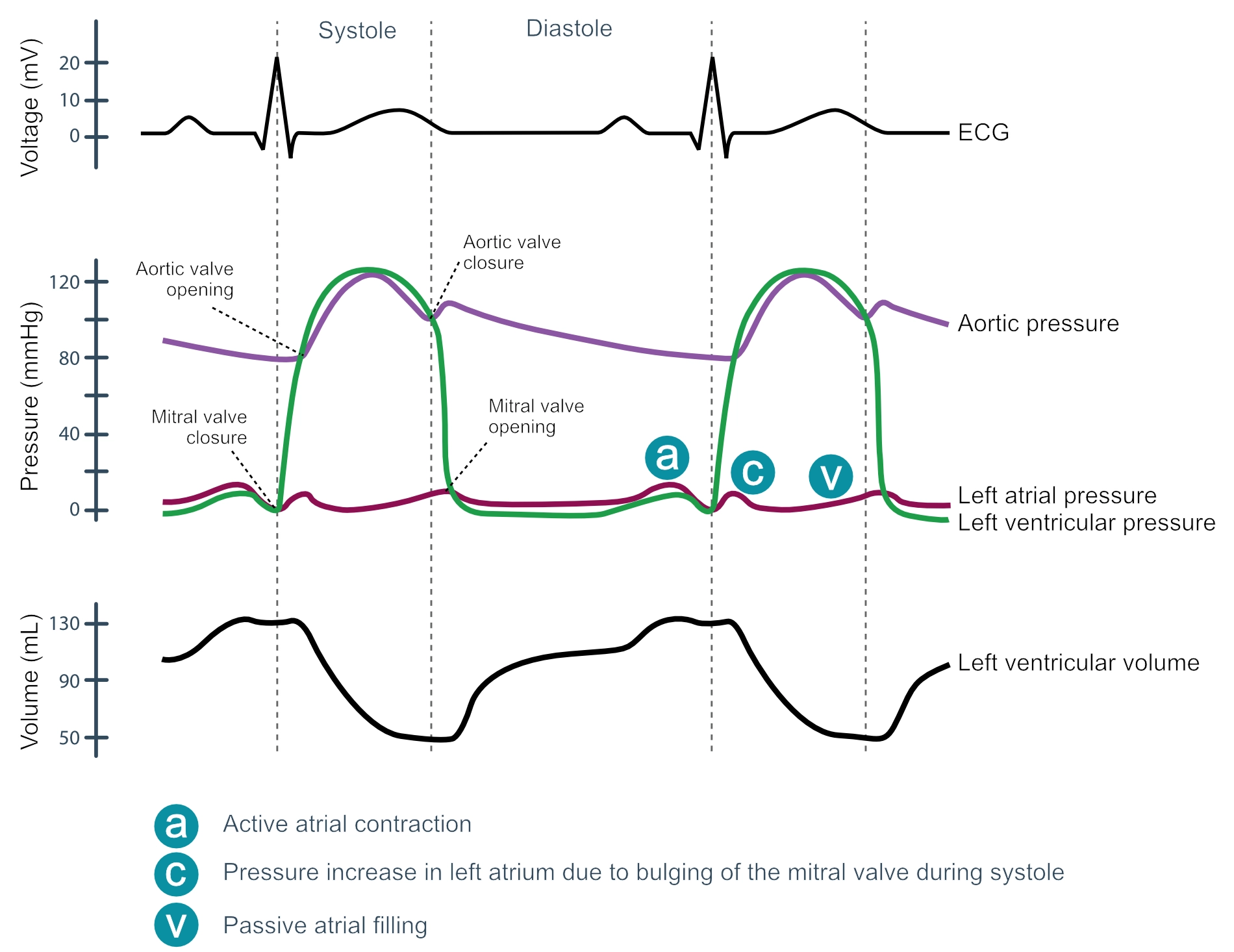 Figur 6. Wiggers-diagrammet er et standarddiagram som brukes i hjertefysiologien for å illustrere sammenhengen mellom aortatrykk, ventrikkeltrykk, atrialtrykk, volum og EKG-bølgeformer.