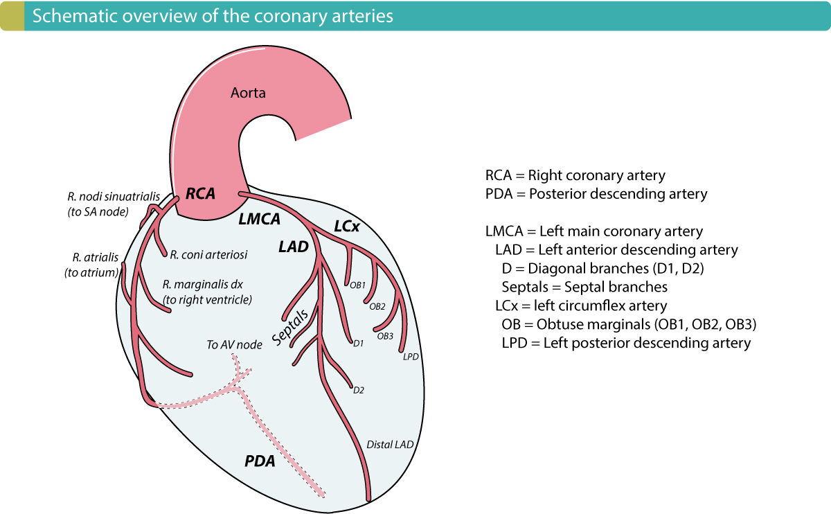 Figure 2. Coronary arteries in a right-dominant system.