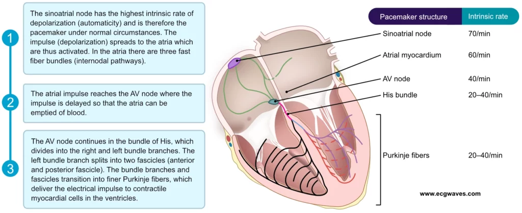 Figure 4. Overview of the electrical impulse during a cardiac cycle (left-hand side) and the pacemaker hierarchy (right-hand side). All pacemaker structures are capable of spontaneous depolarization (automaticity), and can therefore serve as the heart's pacemaker. The rate of spontaneous depolarization is highest in the sinoatrial node, which is why it is the primary pacemaker.