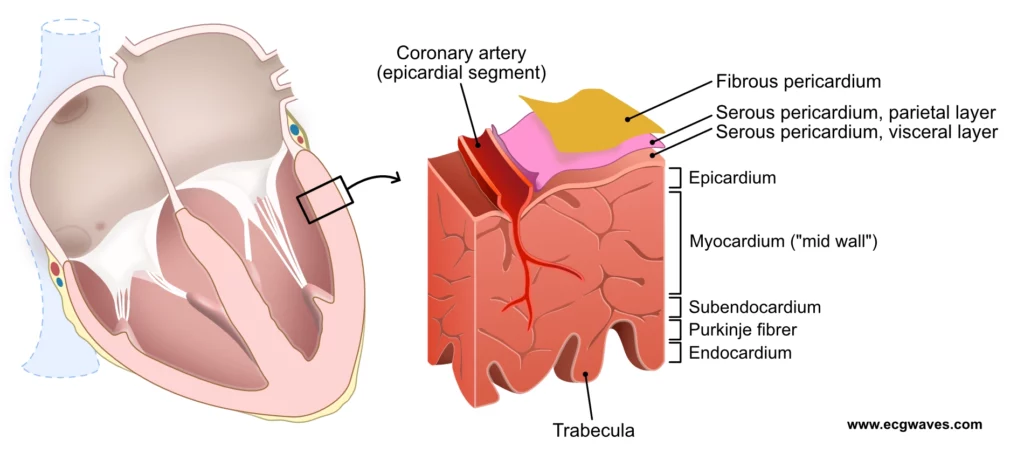 Figure 5. Schematic figure of the ventricular wall. Note that the term myocardium is often used to refer to all layers.